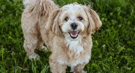 A dog standing on grass.png