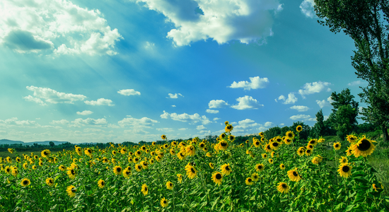 summer landscape