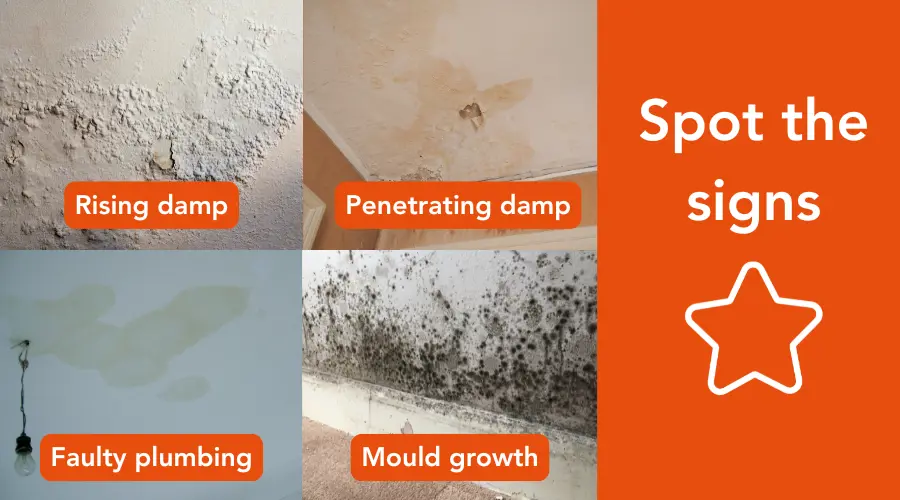 Spot The Signs Of Damp And Mould