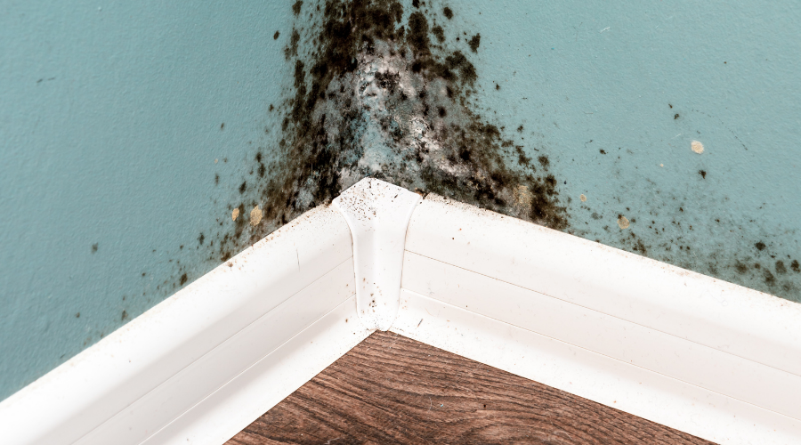 Mould Growth In The Corner Of A Room (1)