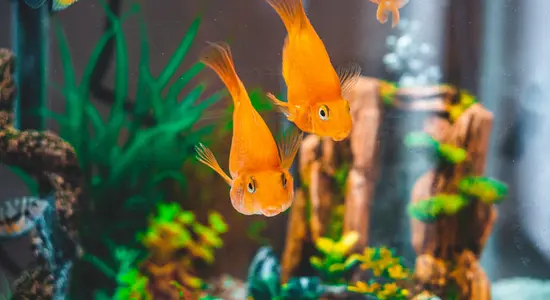 Two goldfishes swimming in a fish tank.png
