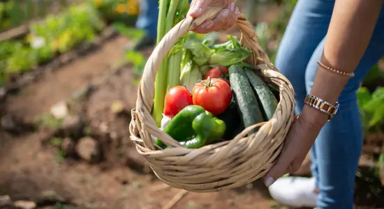 Person holding basket of vegetables
