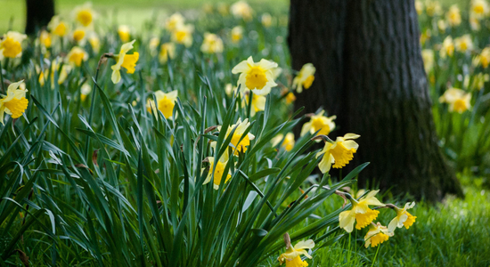 Spring Bank Holiday